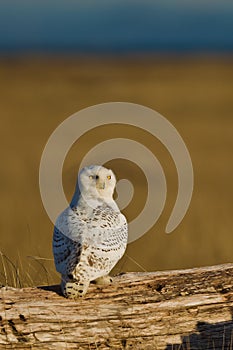 Snowy Owl (Bubo scandiacus). photo